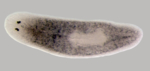 19858_de.jpg