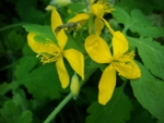 Die gelbe Blüte einer Pflanze