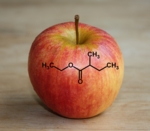 Zu sehen ist ein Apfel, darüber liegt die Strukturformel von Ethyl-2-methylbutyrat