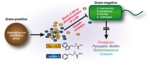 Co-existence mechanism of gram-positive staphylococci and gram-negative bacteria Gram-negative bacteria. (S. marcescens, P. aeruginosa, V. harveyi und C. subtsugae). The staphylococci secrete two compounds (Yayurea A and B) that inhibit the growth and chemical communication of gram-negative bacteria. Yayurea A and B are represented by their structural formula. The gram-negative bacteria are no longer able to produce compounds such as prodigiosin, pyocyanin, bioluminescence compounds and violacein.<br /> <br />