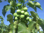 Jatropha tree with many green fruits.