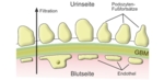 The schematic shows different layers of the filter in a renal corpuscle: cusion-like structures at the bottom, covered by a green layer. A tooth-like structure with slits is shown at the top.<br />