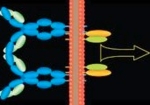 Zu sehen ist eine Grafik von Zellen, die blau dargestellt sind