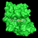 The active centre of a protease (green) recognises the target sequence of a protein. The active centres of a protein are often not very specific.