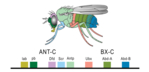 Schemazeichnung von Drosophila. Die von verschiedenen Hox-Genen kontrollierten Körpersegmente sind durch unterschiedliche Farben hervorgehoben. Das Hox-Gen Abd-B kontrolliert den hintersten (abdominalen) Körperabschnitt der Fliege.