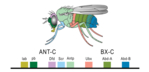 Schematic drawing of Drosophila. The Hox genes, which are critical for the differentiation of the fly’s body segments, are located very close to one another and are expressed in the developing embryo in the order of the segments.