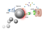 Die Interaktion zwischen ICOS und LICOS ist an der TGN1412-vermittelten T-Zell-Aktivierung beteiligt.