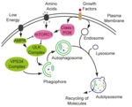 The figure shows how autophagy works.