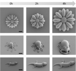 Schwarz-weiße mikroskopische Aufnahmen der gedruckten Objekte und ihrer Veränderung in insgesamt 4 Stunden, jeweils im Abstand von 2 Stunden. 1.Reihe: Sonnenblume, 2. Reihe: Krake und 3. Reihe: Gecko.