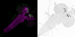 Durch genetische Konstrukte können gezielt einzelne Nervenzellen im Gehirn der Fliegenlarven manipuliert werden (links: Fluoreszenz, rechts: Durchlicht).