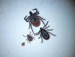 Alle Stadien von Ixodes ricinus (gemeiner Holzbock): Larve (ca. 0,5 mm), Nymphe (ca. 1,5 mm), Männchen (2,5-3,5 mm), Weibchen (3,5-4,5 mm).