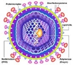 Hepatitis-B-Virus (Abbildung: Roche)