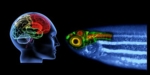 Schaltzentrale Gehirn: Thalamus. Linke Bildseite Gehirn des Menschen, rechte Bildseite Gehirn Zebrafisch