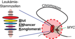 The figure shows the loop-shaped region of a chromosome through which the blood enhancer cluster BENC and the Myc gene come into close spatial vicinity. The blood enhancer cluster (enlarged) consists of nine gene enhancers that are arranged in individual modules one after the other on the chromosome.