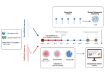 Graphical representation of the course of intestinal microbiome analysis in CAR-T cell therapy patients.