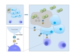 Wirkungsweise der BiTE-Therapie mit Masern-Viren.
Modifizierte Masern-Viren (grün) infizieren Tumorzellen (hellblau), vermehren sich darin und zerstören sie (grau). Gleichzeitig produzieren die infizierten Tumorzellen sogenannte BiTEs. Diese künstlichen Moleküle bestehen aus zwei Antikörperfragmenten (gelb/blau, Bildausschnitt), die an CD3 auf T-Zellen (gelb) und an Oberflächenstrukturen auf Tumorzellen binden (blau). Durch diese Verbindung werden T-Zellen (violett) der körpereigenen Immunabwehr auf Tumorzellen "umgelenkt" und zerstören sie.