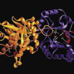 Man sieht ein verworrenes buntes Knäuel aus Bändern und Schlaufen gegen einen schwarzen Hintergrund, es ist das Modell einer Proteinstruktur.