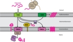 The schematic shows the two mitochondrial membranes and the protein import and sorting machinery in and around them.