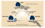 Schwarz-grau gezeichnete RNA-Abschnitte, die von grauen und blauen – als Kugeln dargestellten – Enzymkomplexen bearbeitet werden.