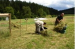 Zu sehen ist eine grüne Wiese, auf der 2 Personen getrocknetes Gras in Säcke packen.