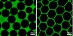 Links sind unregelmäßig verteilte schwarze, runde Strukturen vor einem grün fluoreszierenden Hintergrund zu sehen, rechts ein hexagonales grünes Gitter.