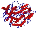 Zu sehen ist ein Modell eines Proteins