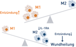 Zeichnerische Umsetzung des Verhältnisses von M1 und M2 Makrophagen mithilfe einer Waage. Im Stadium der Entzündung überwiegen M1 Makrophagen, bei Wundheilung M2 Makrophagen.