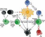 The molecular and cellular interactions of an antigen-presenting cell (AP cell) are highly complex.<br />