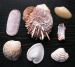 14237_de.jpg