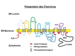 Schematische Zeichnung eines in der ER Membran verankerten Flavivirus Polyproteins. Die verschiedenen Virusproteine sind durch unterschiedlich farbige Abschnitte auf dem strichförmig dargestellten Polyprotein gekennzeichnet und die Proteaseschnittstellen durch Pfeile markiert.