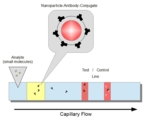 Schematic of a test strip (horizontal) illustrating the principle of competitive immunoassays that play a key role in detecting small analytes with a single epitope. The flow direction in the capillary is from left to right. Analytes (small molecules) are added to the test strip (on the left), which will initially come into contact with nanoparticle-antibody conjugates, then on a test and control area.