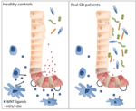 The photo shows different intestinal cells. The Paneth cells (red) are stimulated by monocytes (blue) to produce defensins (red spots).