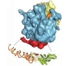 The schematic shows a protein complex with different areas.<br />