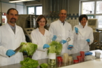 Auf dem Foto ist das vierköpfige Hohenheimer Forscherteam im Projekt zur EHEC-Prävention beim Bearbeiten von Blattsalaten zu sehen.