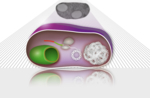 The photo shows a schematic that shows how a newly created protein is produced in E. coli. This protein forms new organelles. The figure also shows a microscopic image of the process.