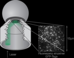 Zu sehen ist ein Schaubild des Strahlengangs in einem Mikroskop, bei dem der Laserstrahl in einem flachen Winkel auf ein Objektiv einfällt. Rechts daneben ist eine Fotografie zu sehen, die viele weiße Punkte gegen einen schwarzen Hintergrund zeigt.