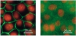 Fluorescence microscope image of cells. The photo on the left shows a stationary cell layer with red circles and red boundaries; the photo on the right shows red circles against a blurred green background.