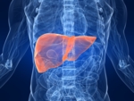 Schematic representation of liver and gall bladder. Hepatitis C viruses are depicted in the background as round orange particles with white surface proteins. Some HC viruses are highlighted in the top left-hand corner of the image.