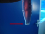 The photo shows a piece of cartilage in a test tube.
