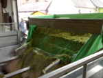 The photo shows a green lorry delivering grapes for further processing.<br />