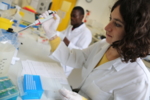 Photo showing a laboratory involved in the TTU "Malaria". The photo shows two scientists working at a work bench.