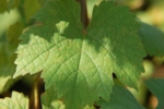 The photo shows a green wine leaf with many red spots.