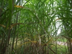 Miscanthus x giganteus (Riesen-Chinaschilf)