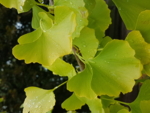 The photo shows a green plant.