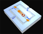 Pumpen in Teamarbeit: In einem Magnetfeld lagern sich Mikrokugeln (orange) zu rautenförmigen Ventilen und einem Zahnrad zusammen.
