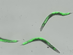 The photo shows three transparent worms against a grey background; certain areas in the worms give off a neon green colour.