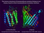 The photo shows computer models of two structurally different classes of transmembrane proteins: α-helical and β-barred-shaped ones.