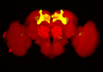 Gehirn von Drosophila mit gelb markierten Pilzkörpern, den Assoziations- und Lernzentren der Fliege.