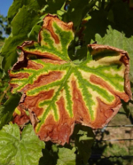 Ein Weinblatt, das aufgrund von Trockenheit und Hitze beginnt braun zu werden