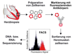 Zu sehen ist der Präparationsablauf von Herzmuskelzellen sowie die Isolierung der Zellkerne und des genetischen Materials.